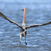 Reddish Egret